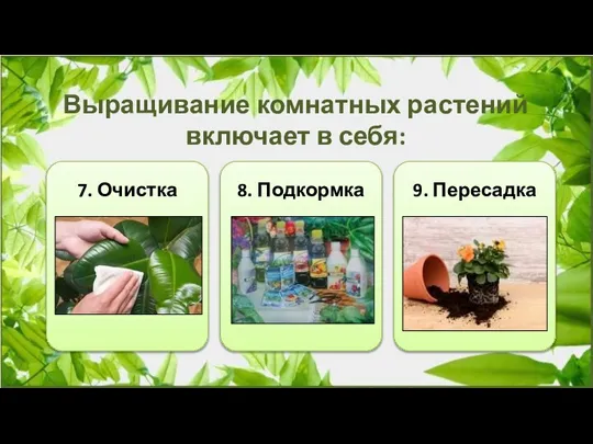 Выращивание комнатных растений включает в себя: