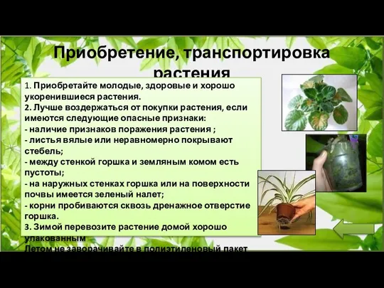 Приобретение, транспортировка растения 1. Приобретайте молодые, здоровые и хорошо укоренившиеся растения. 2.