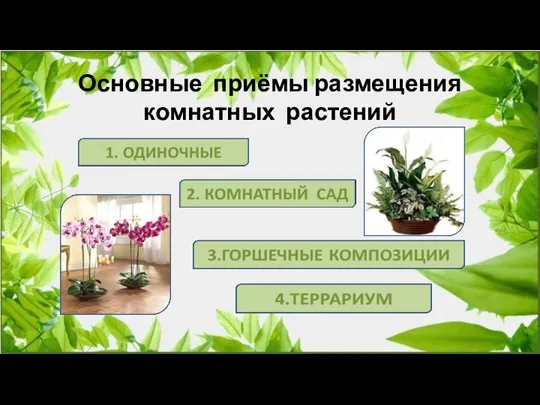Основные приёмы размещения комнатных растений