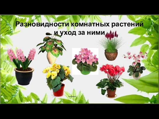 Разновидности комнатных растений и уход за ними