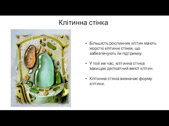 Більшість рослинних клітин мають жорсткі клітинні стінки, що забезпечують їм підтримку. У