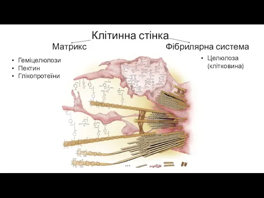 Клітинна стінка Фібрилярна система Матрикс Геміцелюлози Пектин Глікопротеїни Целюлоза (клітковина)