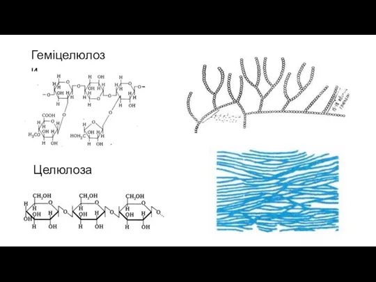 Геміцелюлози Целюлоза