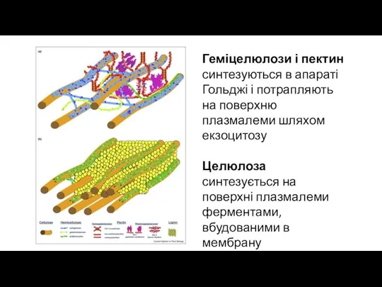 Геміцелюлози і пектин синтезуються в апараті Гольджі і потрапляють на поверхню плазмалеми