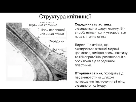 Структура клітинної стінки Первинна клітинна стінка Шари вторинної клітинної стінки Серединна пластинка