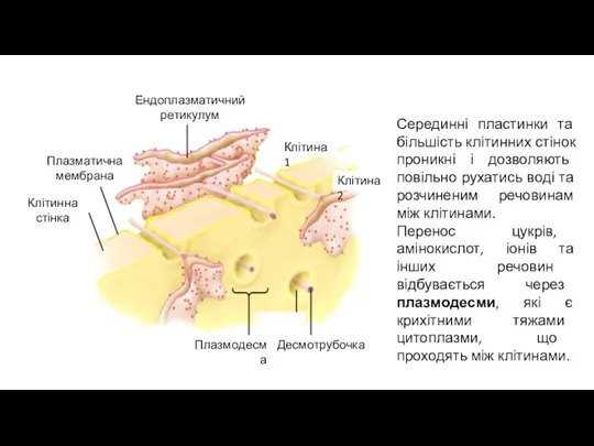 Серединні пластинки та більшість клітинних стінок проникні і дозволяють повільно рухатись воді