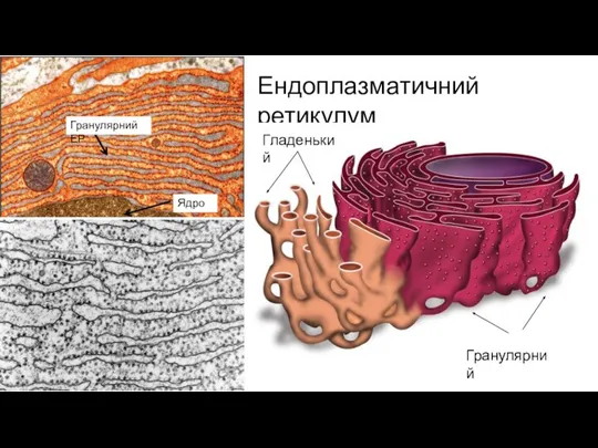 Ендоплазматичний ретикулум Гранулярний ЕР Ядро