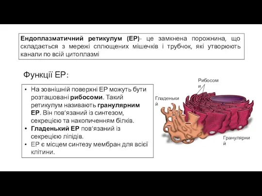 На зовнішній поверхні ЕР можуть бути розташовані рибосоми. Такий ретикулум називають гранулярним