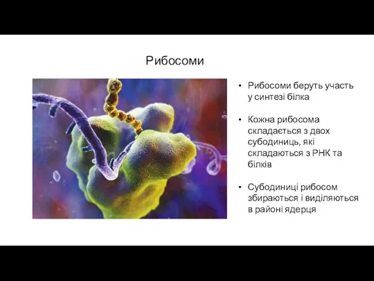 Рибосоми Рибосоми беруть участь у синтезі білка Кожна рибосома складається з двох