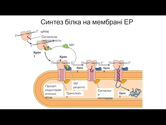Синтез білка на мембрані ЕР мРНК Сигнальна послідовність Крок 1 Крок 2