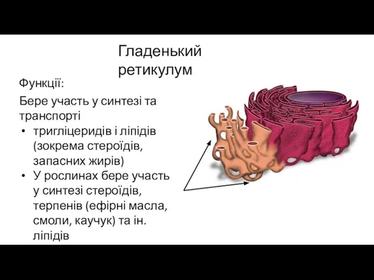 Гладенький ретикулум Функції: Бере участь у синтезі та транспорті тригліцеридів і ліпідів