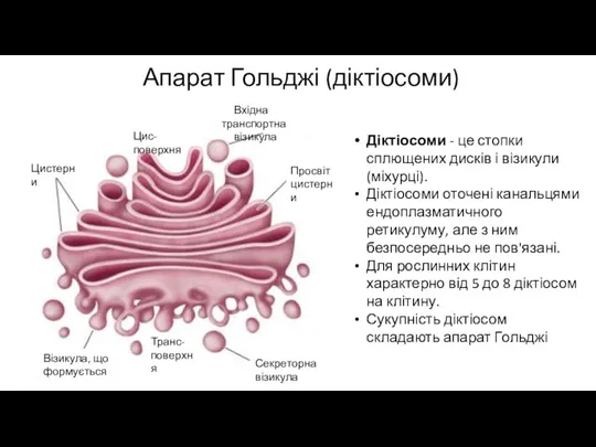 Апарат Гольджі (діктіосоми) Діктіосоми - це стопки сплющених дисків і візикули (міхурці).