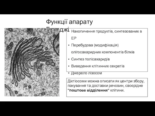 Функції апарату Гольджі Діктіосоми можна описати як центри збору, пакування та доставки