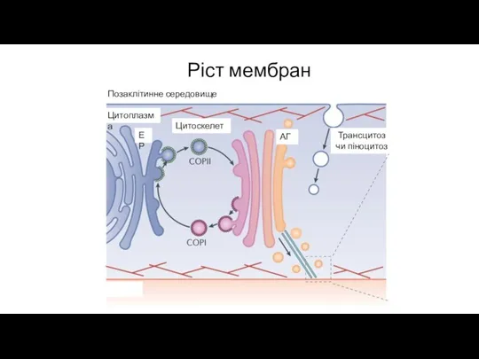 Ріст мембран Позаклітинне середовище Цитоплазма ЕР Цитоскелет АГ Трансцитоз чи піноцитоз