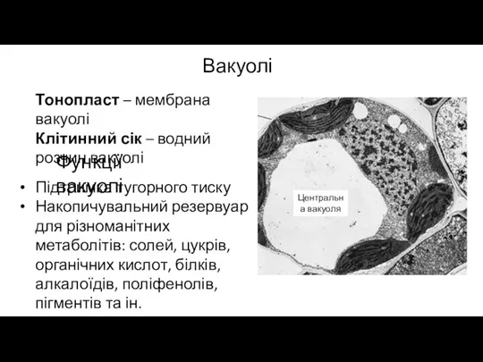 Вакуолі Тонопласт – мембрана вакуолі Клітинний сік – водний розчин вакуолі Функції