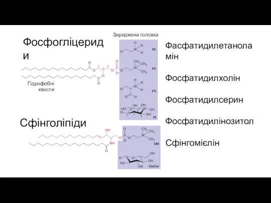 Фасфатидилетаноламін Фосфатидилхолін Фосфатидилсерин Фосфатидилінозитол Сфінгомієлін Сфінголіпіди Фосфогліцериди Гідрофобні хвости Заряджена головка