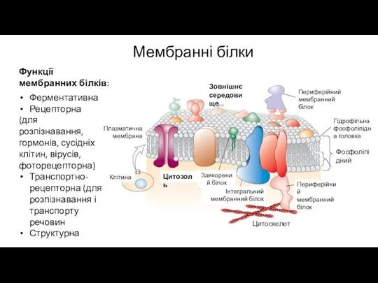 Мембранні білки Ферментативна Рецепторна (для розпізнавання, гормонів, сусідніх клітин, вірусів, фоторецепторна) Транспортно-рецепторна