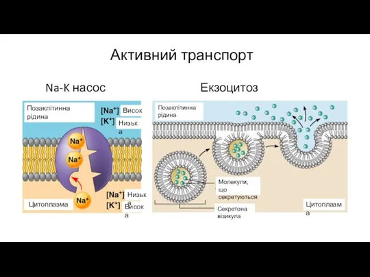 Активний транспорт Екзоцитоз Na-K насос Молекули, що секретуються Секретона візикула Цитоплазма Позаклітинна