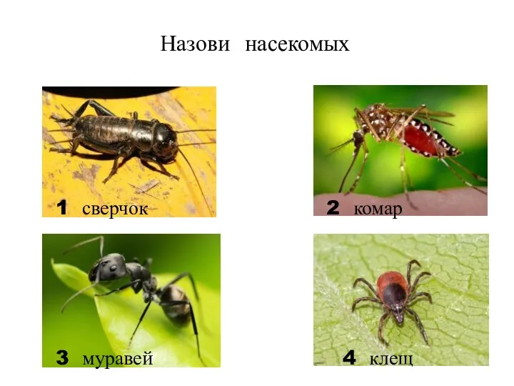 Назови насекомых 1 сверчок 2 комар 3 муравей 4 клещ