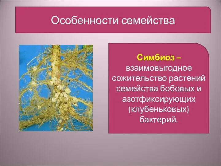 Особенности семейства Симбиоз – взаимовыгодное сожительство растений семейства бобовых и азотфиксирующих (клубеньковых) бактерий.