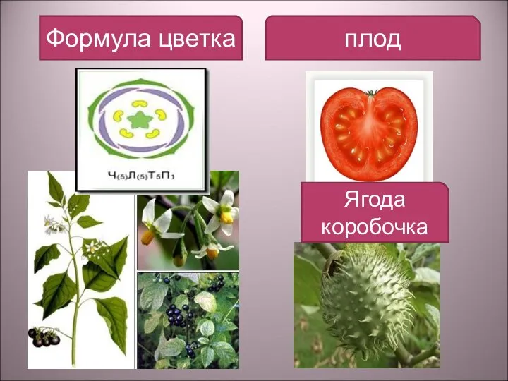 Формула цветка плод Ягода коробочка