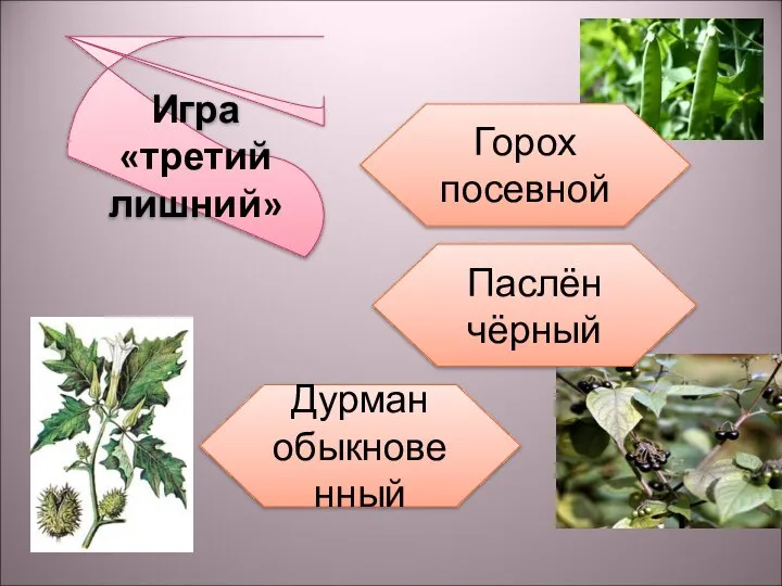 Игра «третий лишний» Горох посевной Паслён чёрный Дурман обыкновенный