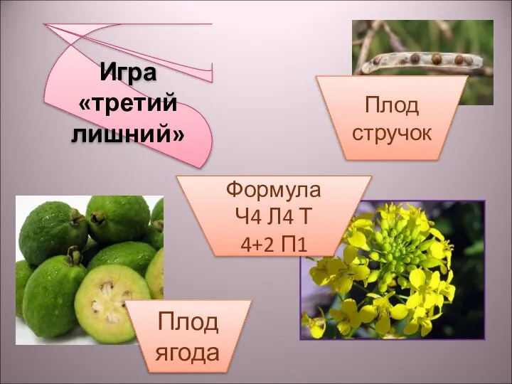 Игра «третий лишний» Плод стручок Формула Ч4 Л4 Т 4+2 П1 Плод ягода