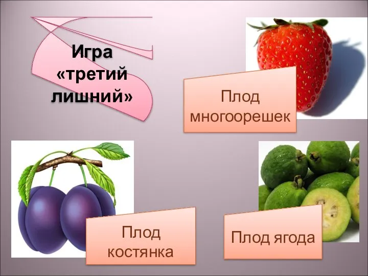 Игра «третий лишний» Плод многоорешек Плод костянка Плод ягода