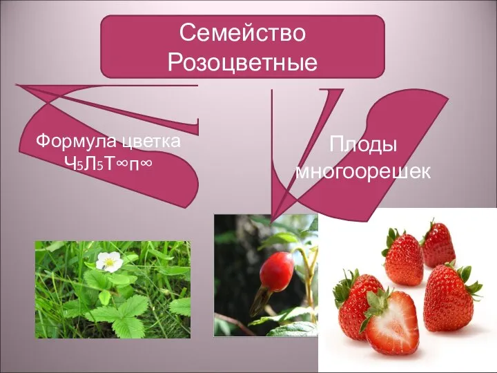 Семейство Розоцветные Формула цветка Ч5Л5Т∞п∞ Плоды многоорешек