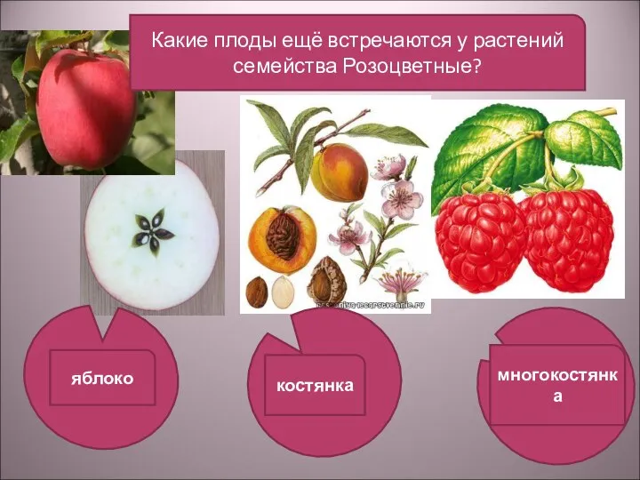 Какие плоды ещё встречаются у растений семейства Розоцветные? яблоко костянка многокостянка