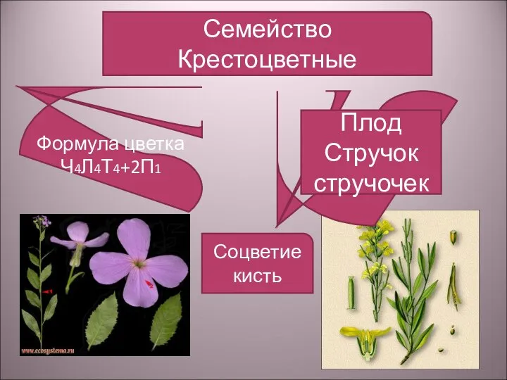 Семейство Крестоцветные Формула цветка Ч4Л4Т4+2П1 Плод Стручок стручочек Соцветие кисть