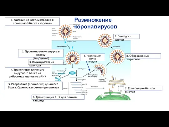 Размножение коронавирусов 4. Трансляция длинного вирусного белка на рибосомах клетки по мРНК