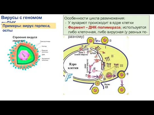 Вирусы с геномом дцДНК Примеры: вирус герпеса, оспы Особенности цикла размножения: У