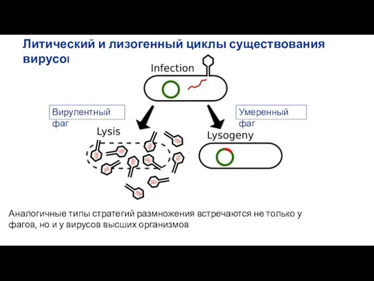 Литический и лизогенный циклы существования вирусов Вирулентный фаг Умеренный фаг Аналогичные типы