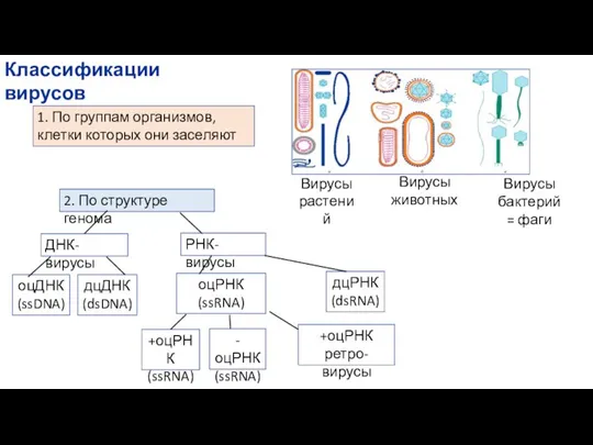 Классификации вирусов 1. По группам организмов, клетки которых они заселяют 2. По