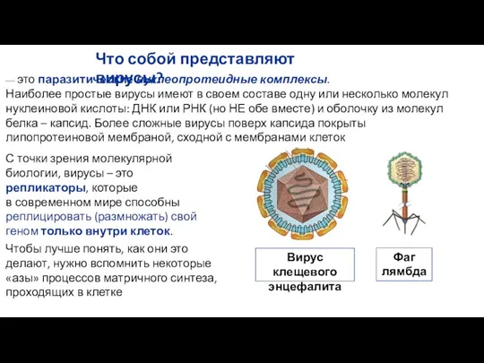 — это паразитические нуклеопротеидные комплексы. Наиболее простые вирусы имеют в своем составе