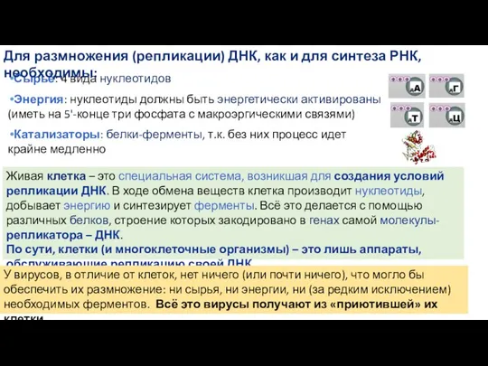 Сырьё: 4 вида нуклеотидов Энергия: нуклеотиды должны быть энергетически активированы (иметь на