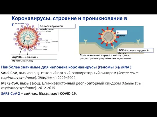 Коронавирусы: строение и проникновение в клетку S-белок наружной мембраны S-белки АСЕ-2 –