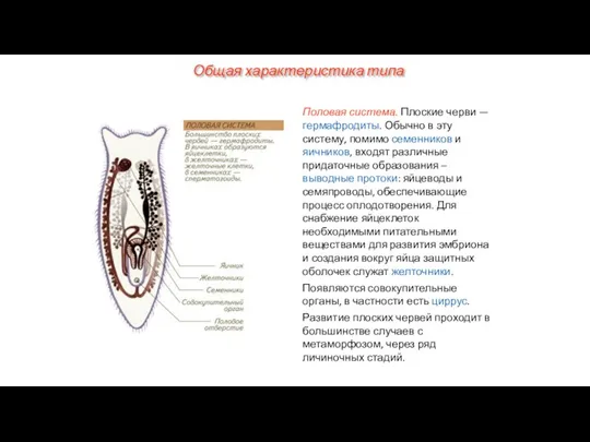 Половая система. Плоские черви — гермафродиты. Обычно в эту систему, помимо семенников