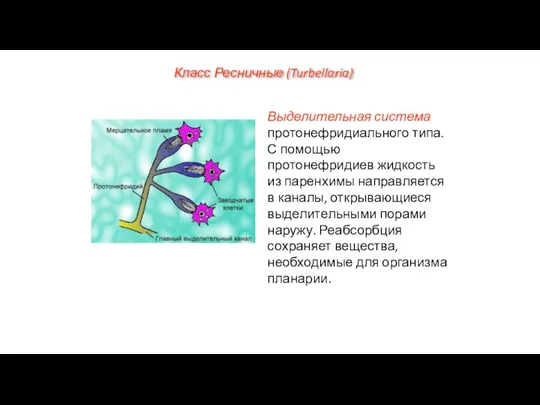 Выделительная система протонефридиального типа. С помощью протонефридиев жидкость из паренхимы направляется в