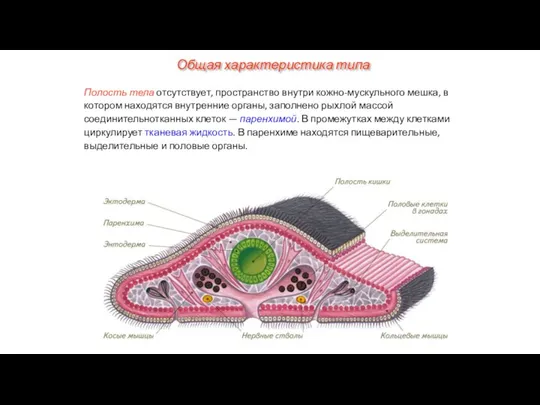 Полость тела отсутствует, пространство внутри кожно-мускульного мешка, в котором находятся внутренние органы,