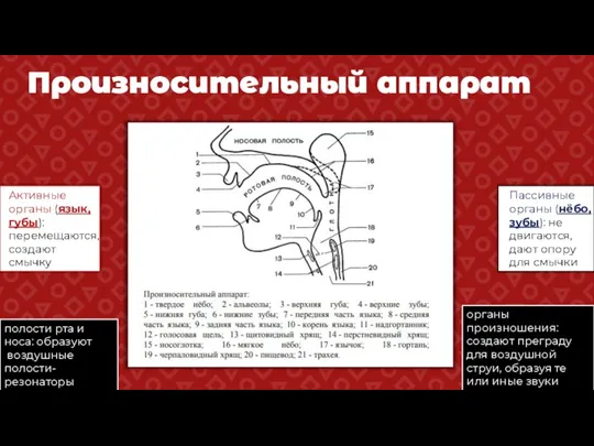 Произносительный аппарат Активные органы (язык, губы): перемещаются, создают смычку Пассивные органы (нёбо,