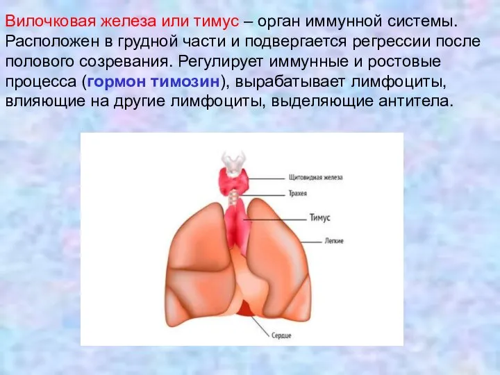 Вилочковая железа или тимус – орган иммунной системы. Расположен в грудной части