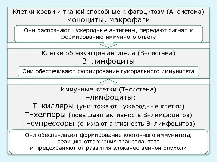 Иммунную систему образуют иммунокомпетентные клетки Клетки образующие антитела (В–система) В–лимфоциты Они обеспечивают