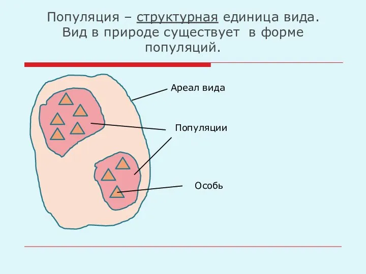 Популяция – структурная единица вида. Вид в природе существует в форме популяций. Особь Популяции Ареал вида