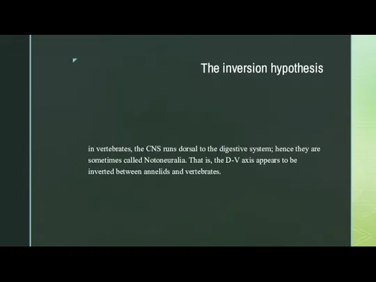 The inversion hypothesis in vertebrates, the CNS runs dorsal to the digestive