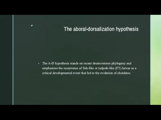 The aboral-dorsalization hypothesis The A-D hypothesis stands on recent deuterostome phylogeny and
