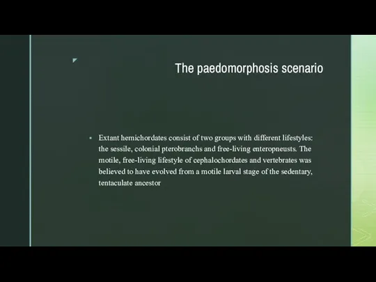 The paedomorphosis scenario Extant hemichordates consist of two groups with different lifestyles: