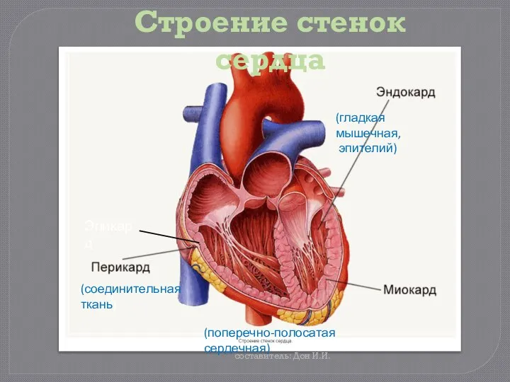 Строение стенок сердца (соединительная ткань) (поперечно-полосатая сердечная) (гладкая мышечная, эпителий) Эпикард составитель: Дон И.И.