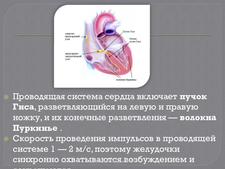 Проводящая система сердца включает пучок Гиса, разветвляющийся на левую и правую ножку,